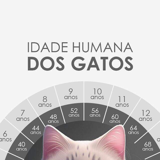 Qual a idade humana de um gato?