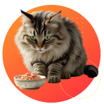 Ração Seca para Gatos
